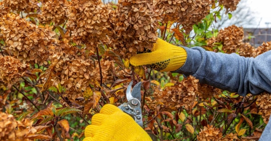 Bush (hydrangea) cutting or trimming with secateur in the garden