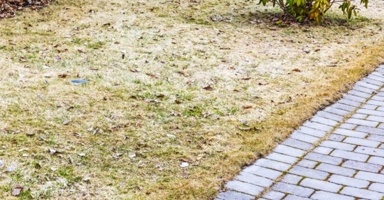 Garden area with dry grass and thinning spots