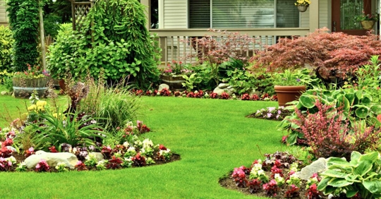 Manicured Yard